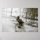 Zoek naar eenden posters Zwemmen