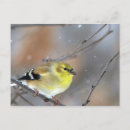 Recherche de chardonneret cartes postales Oiseau