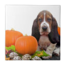 Recherche de basset hound carreaux Tuiles