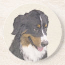 Recherche de berne dessous de verres Chien de montagne bernois