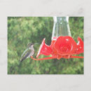 Zoek naar hummingbird briefkaarten Wild