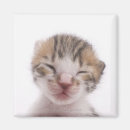 Recherche de dormant magnets Animal