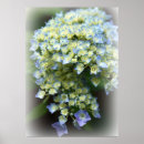 Zoek naar lente bloemen posters Hortensia