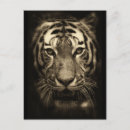 Recherche de tigre cartes postales Faune