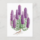 Zoek naar vintage botanisch briefkaarten Antiek