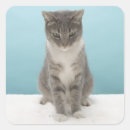 Recherche de chats blancs autocollants Humour