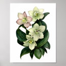 Recherche de hellebore posters Botanique