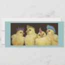 Recherche de poulet punk Poulets