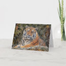 Zoek naar sneeuw tijger kaarten Tijgers