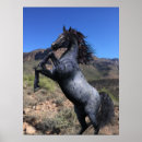 Recherche de élevage art Poney