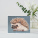 Zoek naar hedgehog briefkaarten Wild