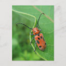 Zoek naar beetle briefkaarten Natuur
