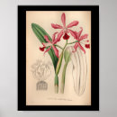 Recherche de orchidée de cattleya posters Vintage