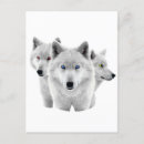 Recherche de loup arctique cartes postales Neige