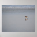 Zoek naar lang strand posters Vogel