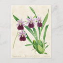 Zoek naar paarse orchidee briefkaarten Natuur