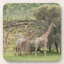 Recherche de girafes dessous de verres Horizontal