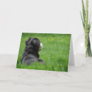 Recherche de dog toutes vœux cartes Photographie