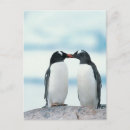 Recherche de pingouins cartes postales Amour