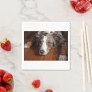 Recherche de berger australien serviettes Moderne