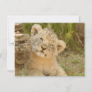 Recherche de animal sauvage cartes postales Cuiller