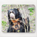 Recherche de spectaculaire tapis souris Faune