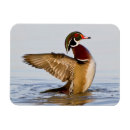 Recherche de aix magnets Faune
