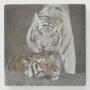 Recherche de tigre blanc dessous de verres Animal