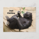 Zoek naar relax briefkaarten Grappig