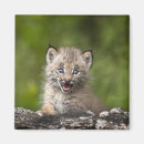 Recherche de de lynx magnets Faune