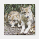 Recherche de loup de forêt magnets Faune