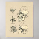 Recherche de anatomie de dents posters Mâchoire