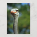 Recherche de autruche drôle cartes postales Nature