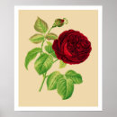 Recherche de chou fleur posters Rose de chou