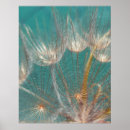 Recherche de pissenlit et blanc posters Nature