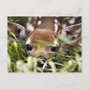 Recherche de faon cartes postales Jeune cerf