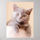 Recherche de un oeil posters Animaux de bébé