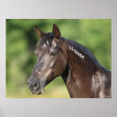 Recherche de cheval espagnol art Animal