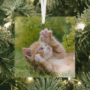 Recherche de jeune animal ornements Mignon