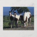 Zoek naar verf paard briefkaarten Foto