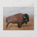 Zoek naar bizon briefkaarten Colorado