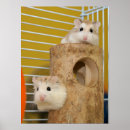 Zoek naar knaagdieren posters Hamster