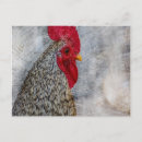 Recherche de coq cartes postales Rustique