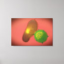 Recherche de immunologie posters Horizontal