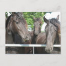 Recherche de cheval drôle cartes postales Animaux