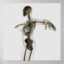 Recherche de os de la main posters Trois dimensions