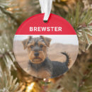 Recherche de noël de terrier Animaux domestiques