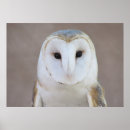 Zoek naar uil afbeeldingen posters Foto