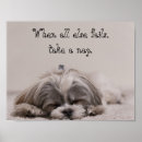 Recherche de tzu shih posters Animal