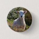 Recherche de agneaux badges Mignon